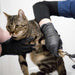 Veterinary Technician in Black Nitrile Gloves Cutting Nails of Striped Cat